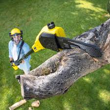 Best Lawn Disease Treatment  in Highland City, FL