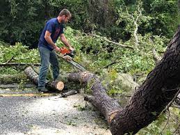 Tree and Shrub Care in Highland City, FL