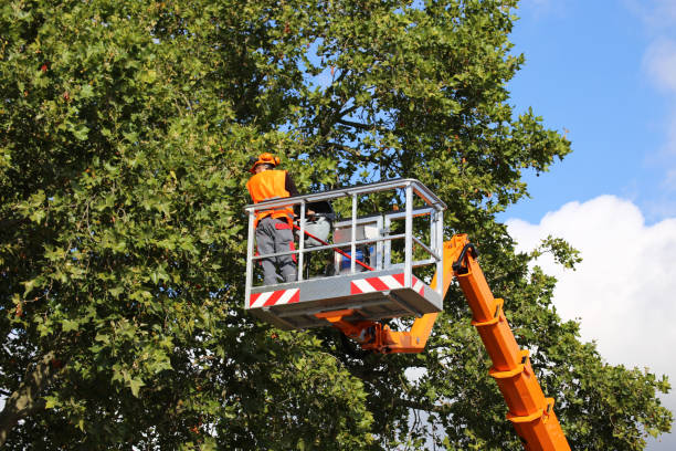 Best Tree Risk Assessment  in Highland City, FL