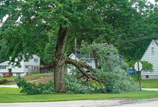 Best Emergency Tree Removal  in Highland City, FL