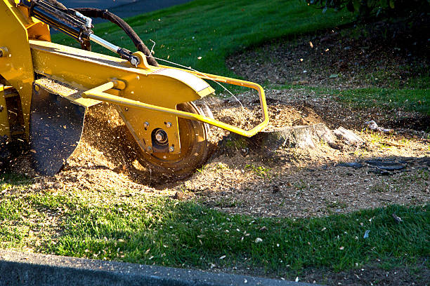 Artificial Turf Installation in Highland City, FL