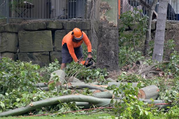 Trusted Highland City, FL  Tree Services Experts