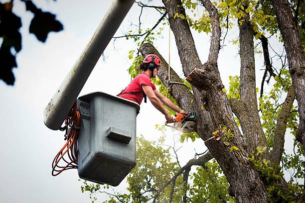 Best Root Management and Removal  in Highland City, FL